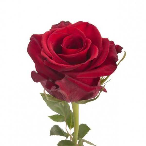 Роза красная 55-65 см (170р шт)