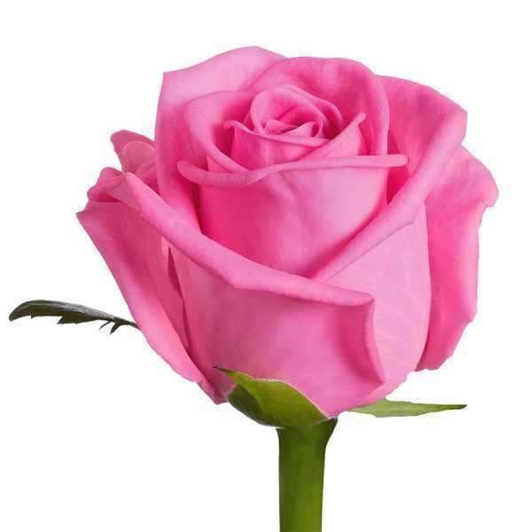 Роза розовая 55-65 см (170р шт)