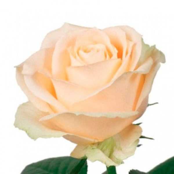 Роза кремовая 55-65 см (170р шт)