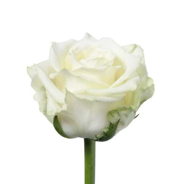 Роза белая 55-65 см (170р шт)